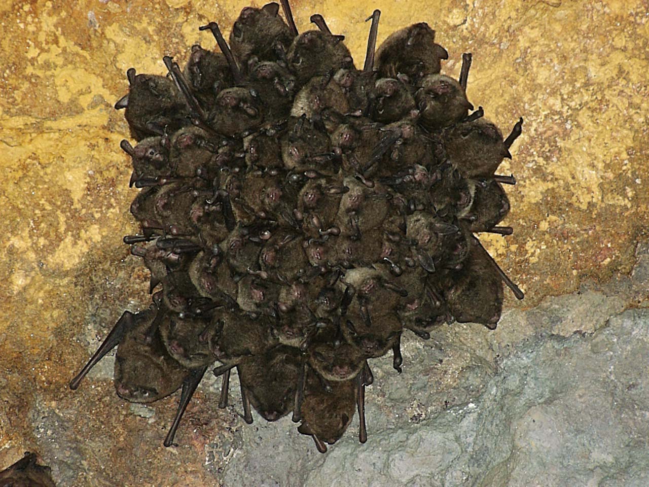 the bats have black centers on their bodies