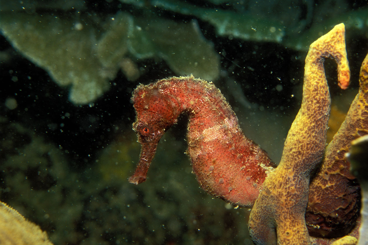 a red sea horse hanging out in its coral
