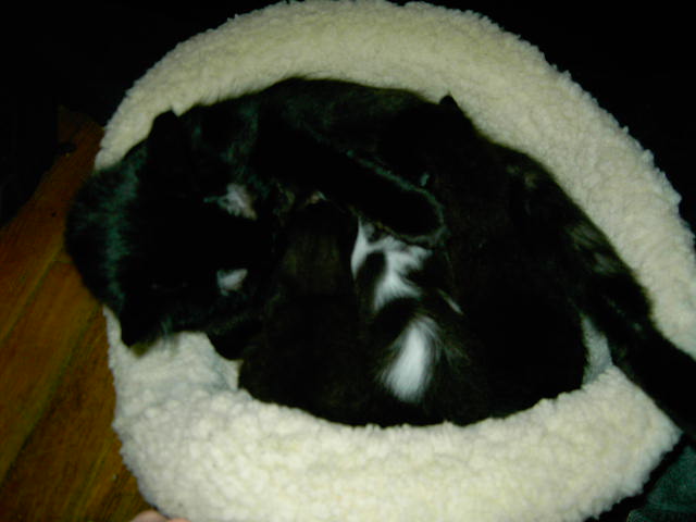 a black cat curled up in a round bed