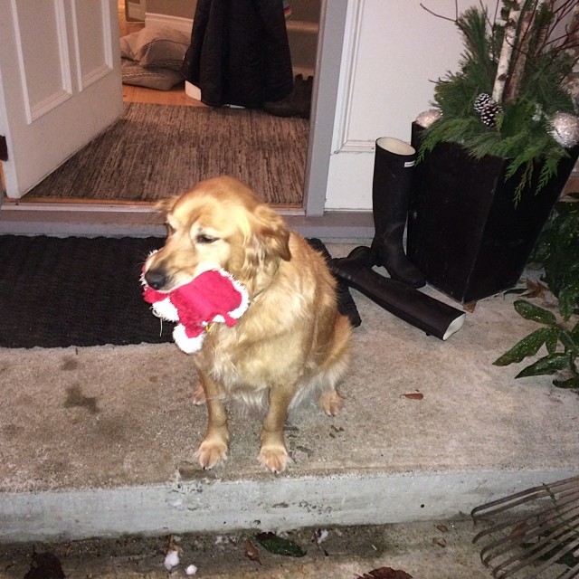 there is a dog that has stuffed a ball in his mouth