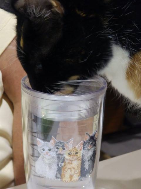 a cat drinks water out of a clear cup