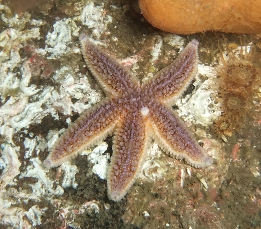 a starfish that is laying on a sandy beach