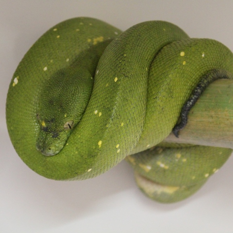 a green snake wrapped around a nch