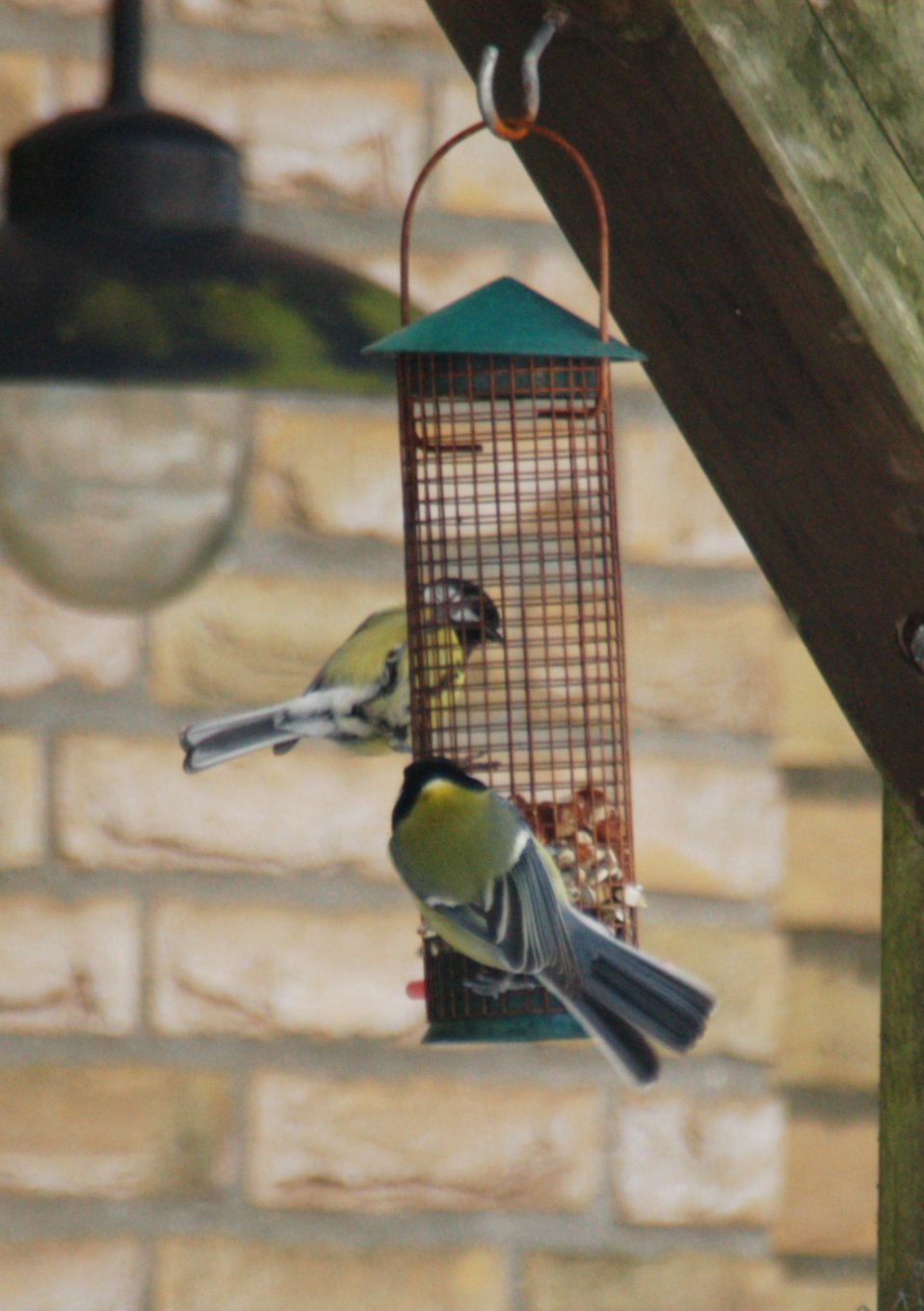 two birds on a perch next to a feeder