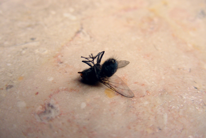 a fly sitting on a beige surface with no legs