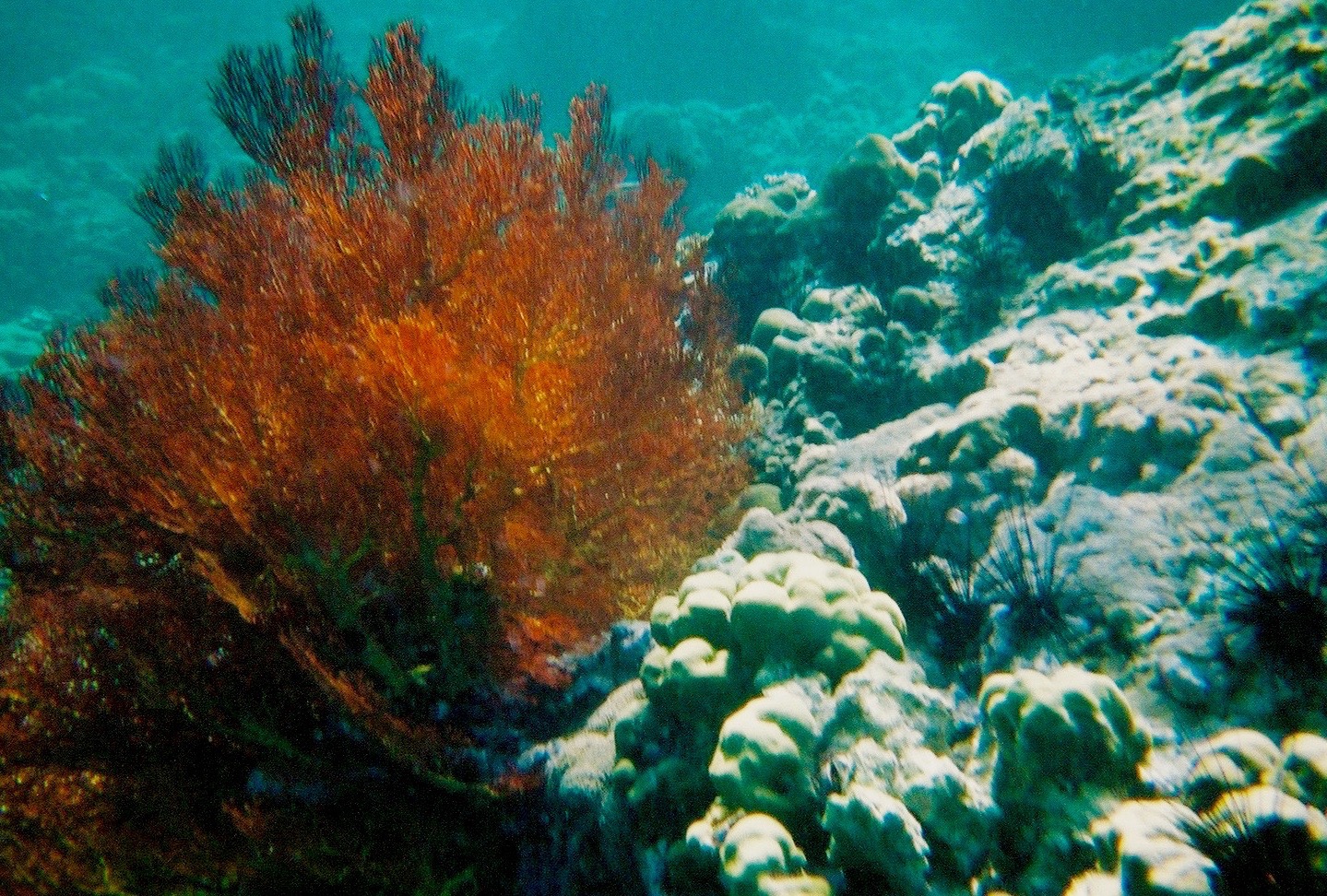 the bottom half of a coral is filled with plants