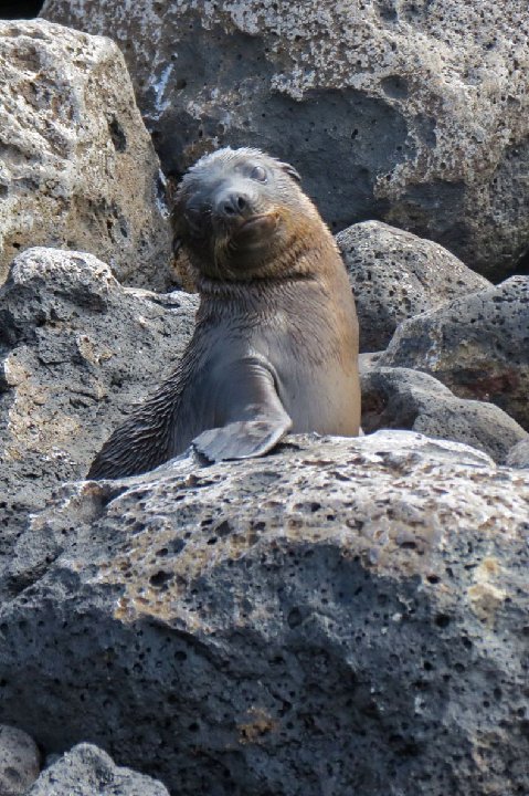 the seal is relaxing on the rocks by himself