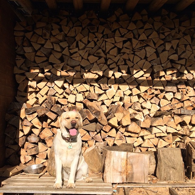 a dog sits in the back of a truck with stacks of wood behind it
