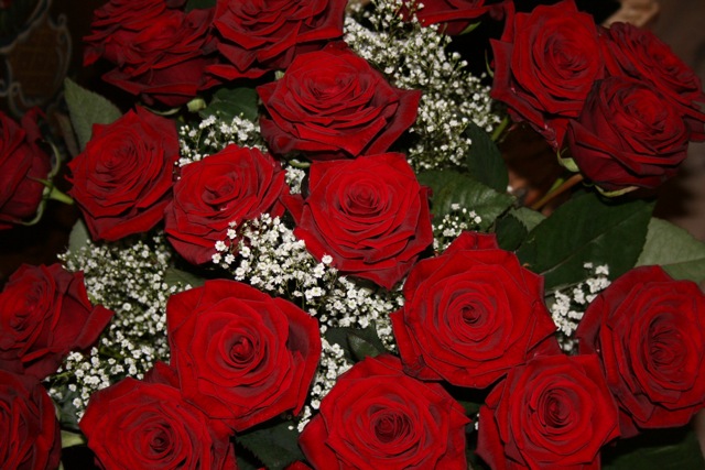 a bunch of red roses are sitting next to each other