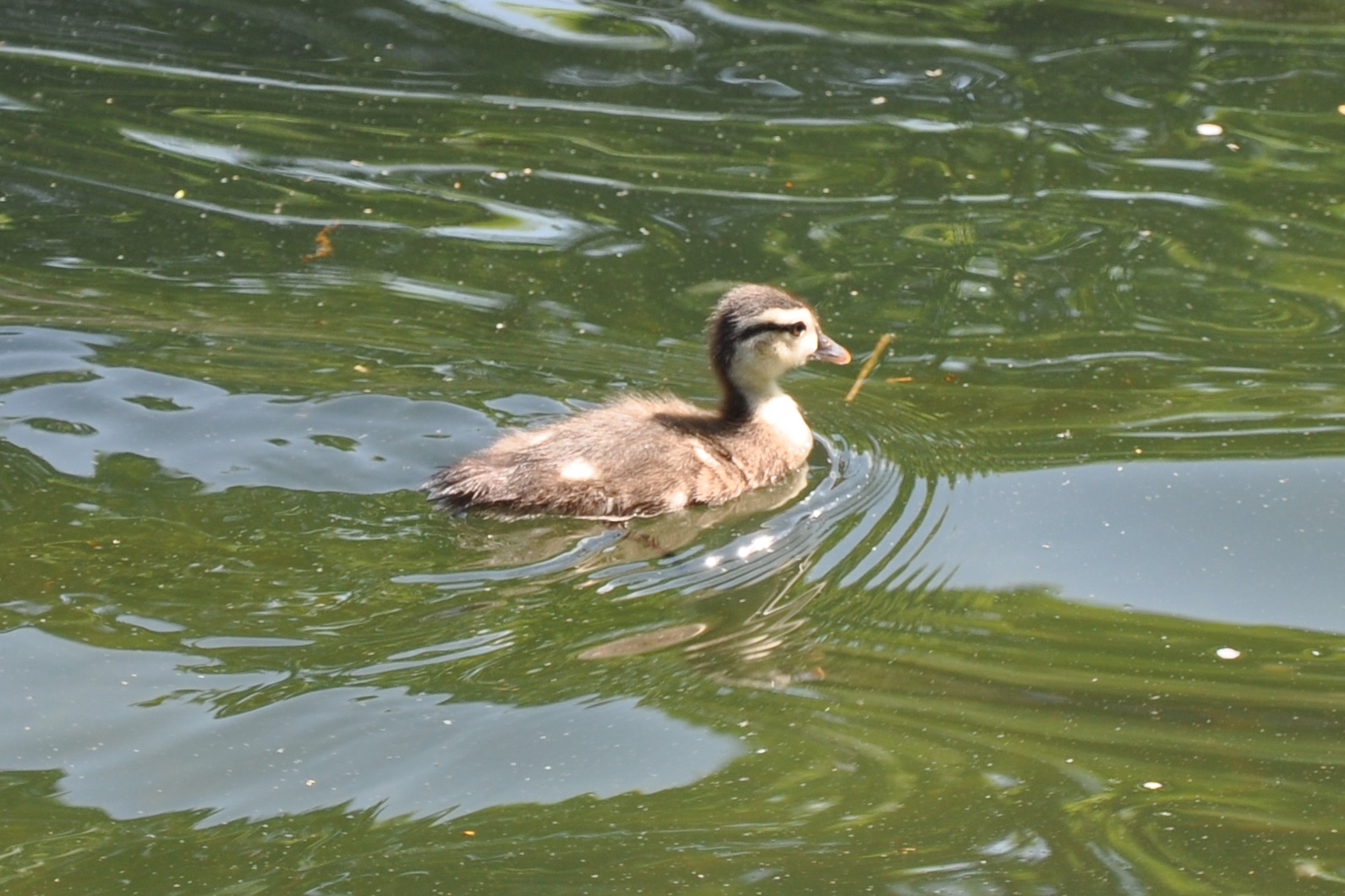 duck is floating on the water and looking forward