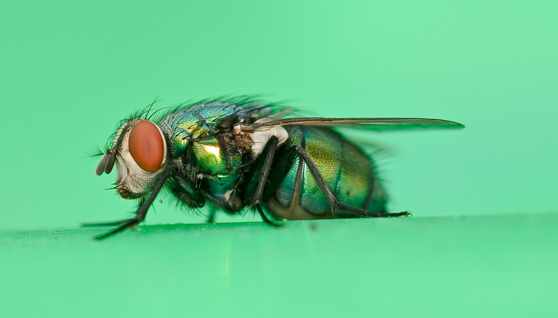 a close up po of a fly on green