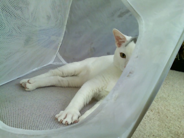 a white cat lying in an enclosure made out of fabric