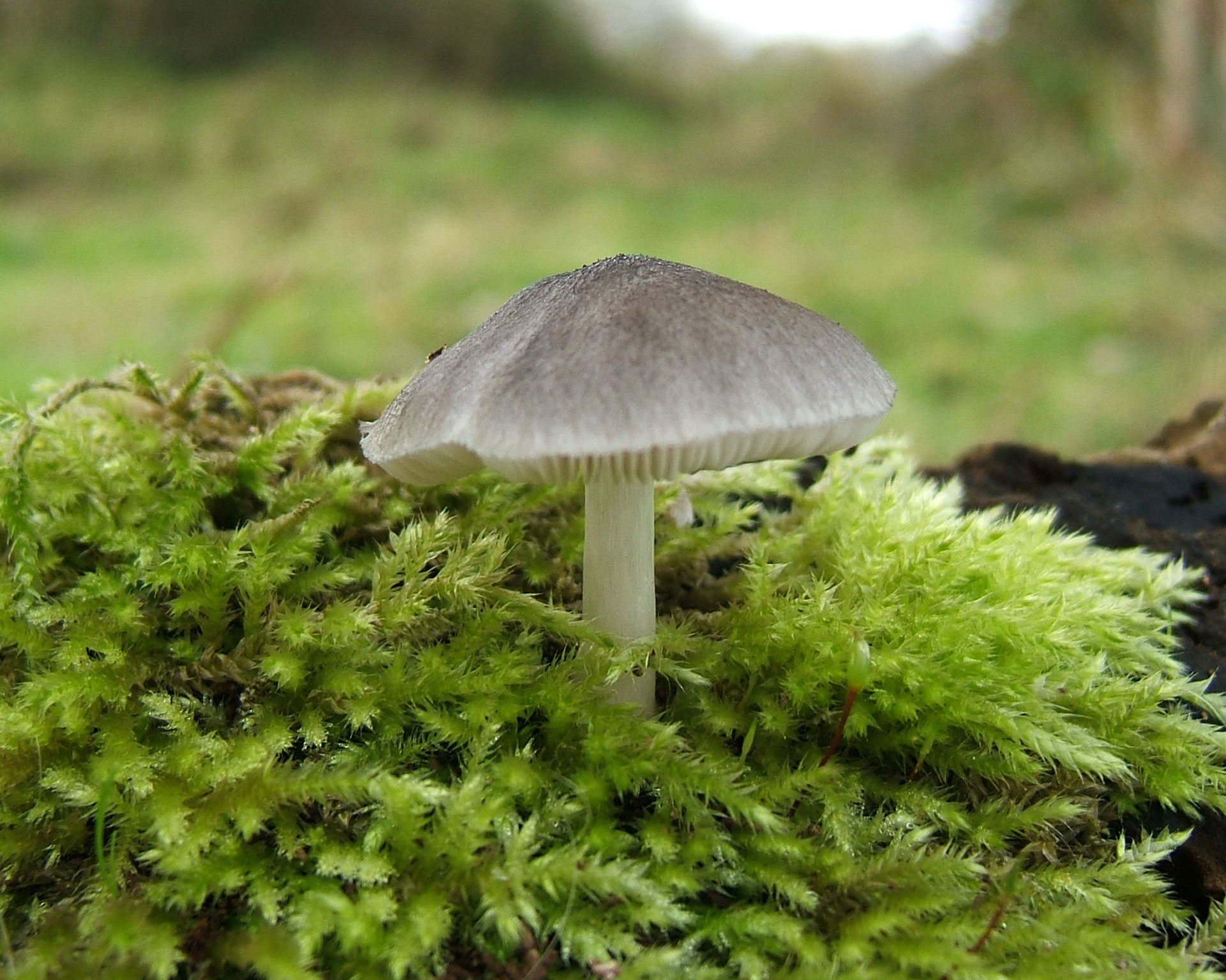 a small mushroom grows on the moss in a clearing