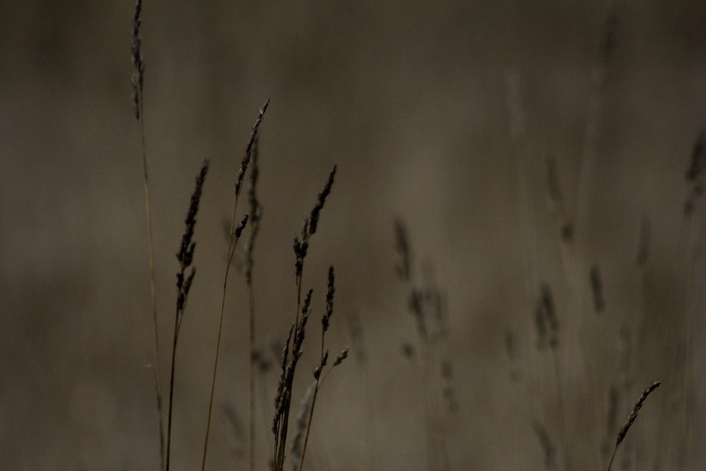 some grass on a field in front of a dark background