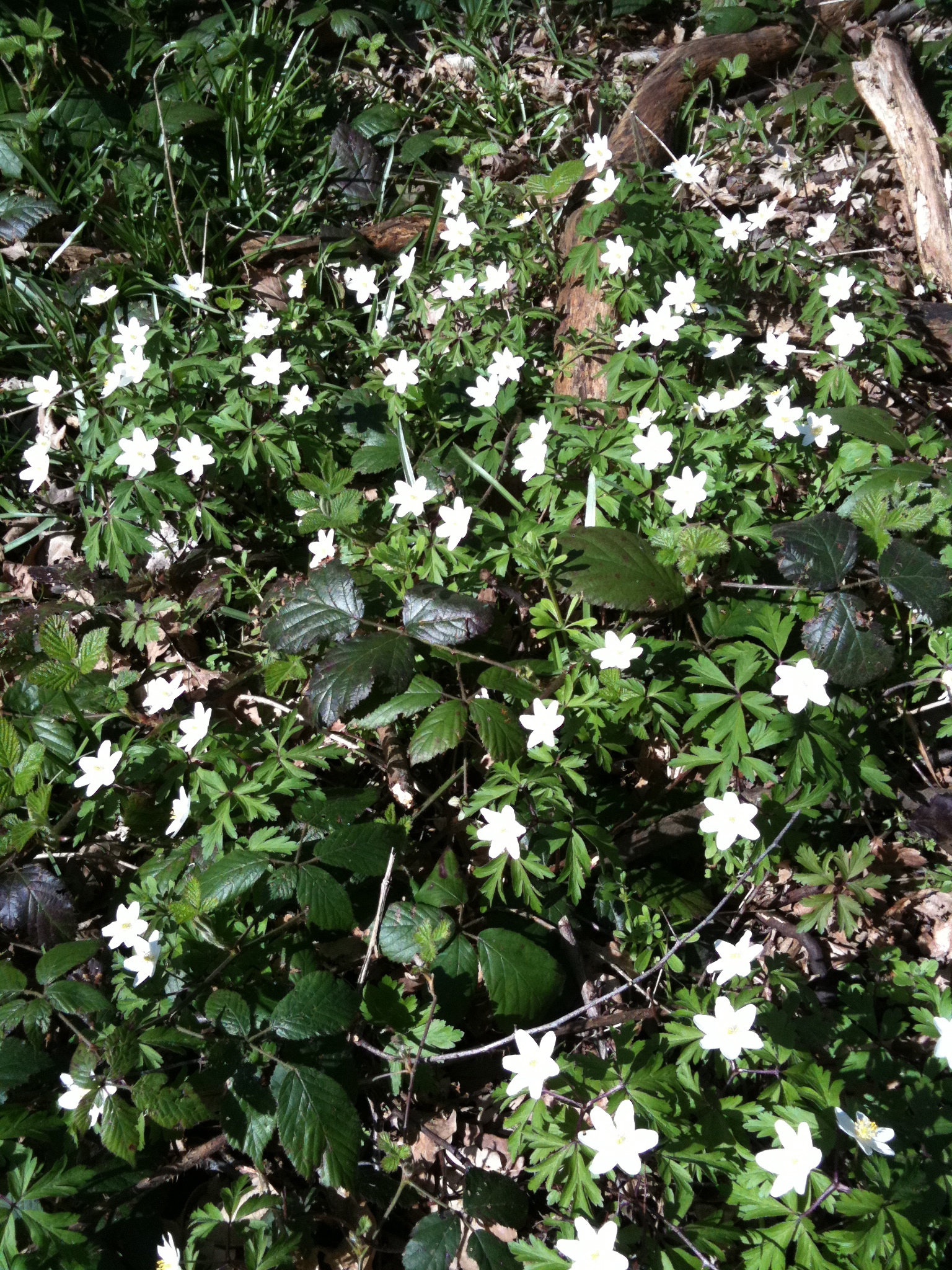 a number of flowers in the grass