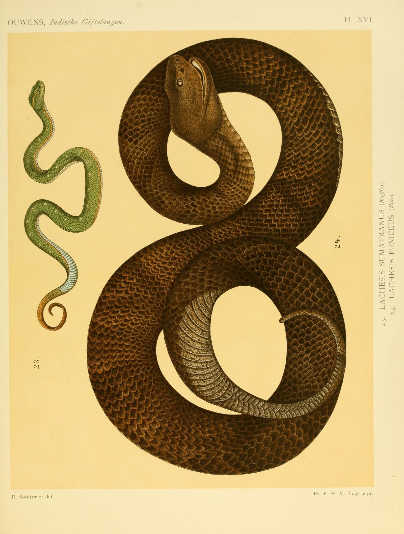 two snakes and a snake on a page
