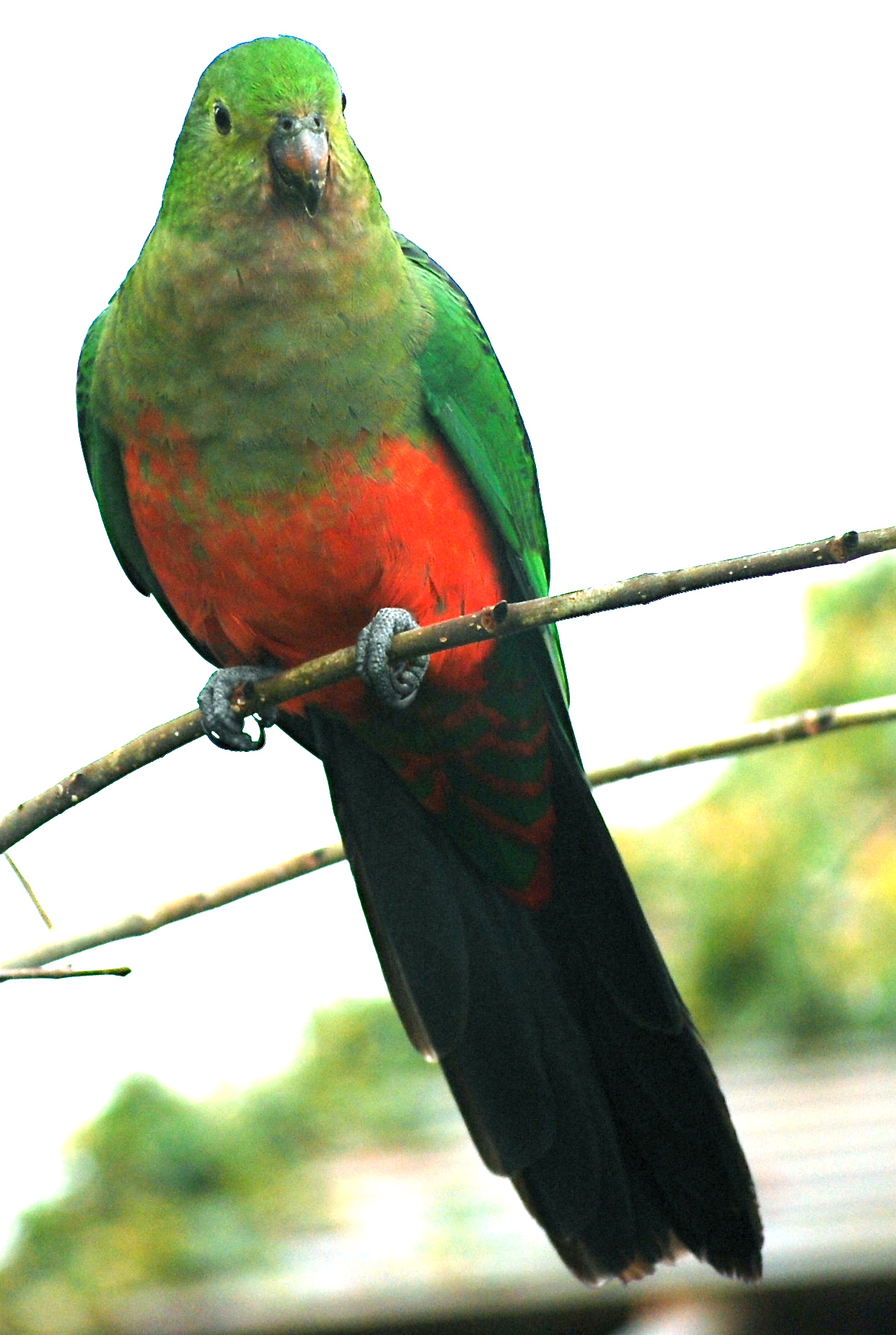 a colorful bird perched on top of a stick