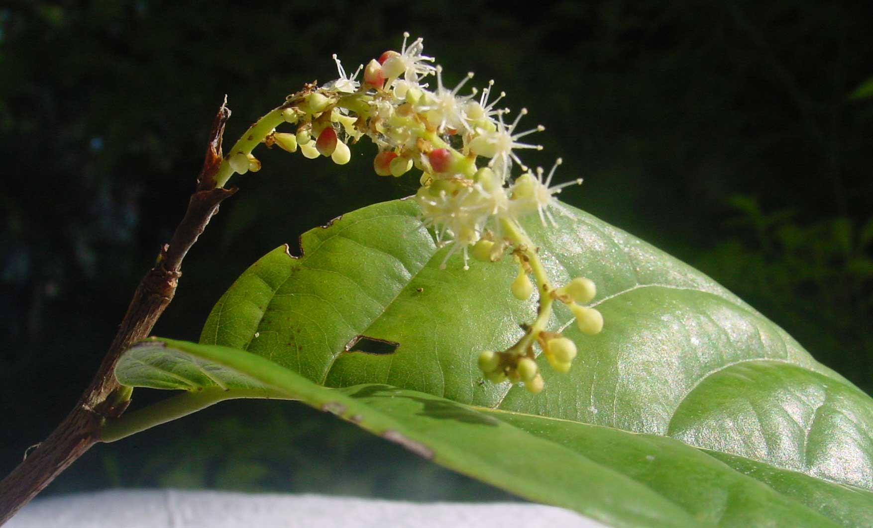 white flower and yellow tips on a plant