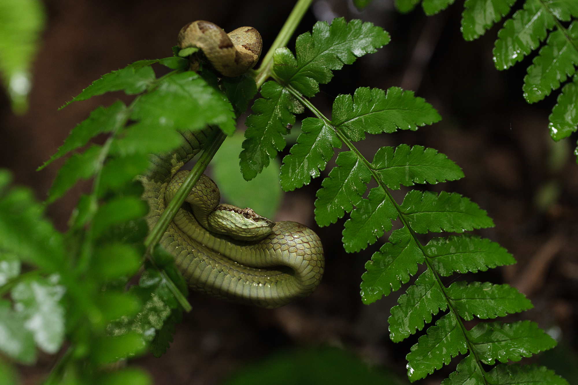 the snake is curled up and ready to sleep