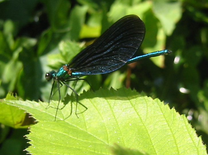 a blue dragonfly resting on a leaf in the forest