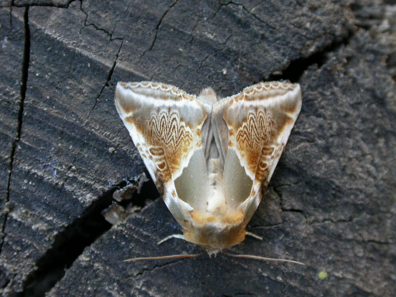 a large brown and white moth on wooden