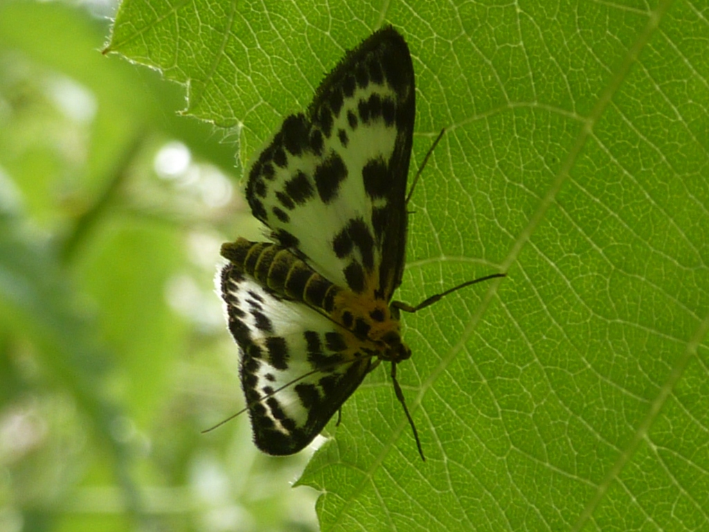 a white and black erfly on top of a green leaf
