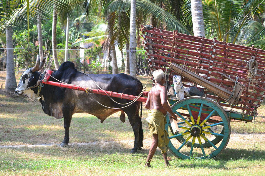 a woman walks with a cart attached to a cow in the park