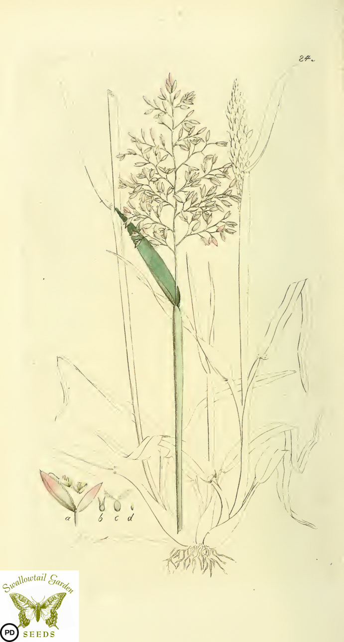 a drawing of a plant with long stem and flowers