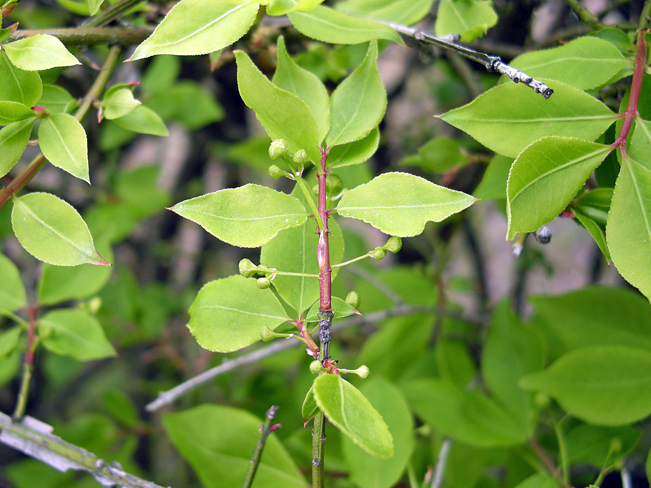 nches with green leaves with buds on them