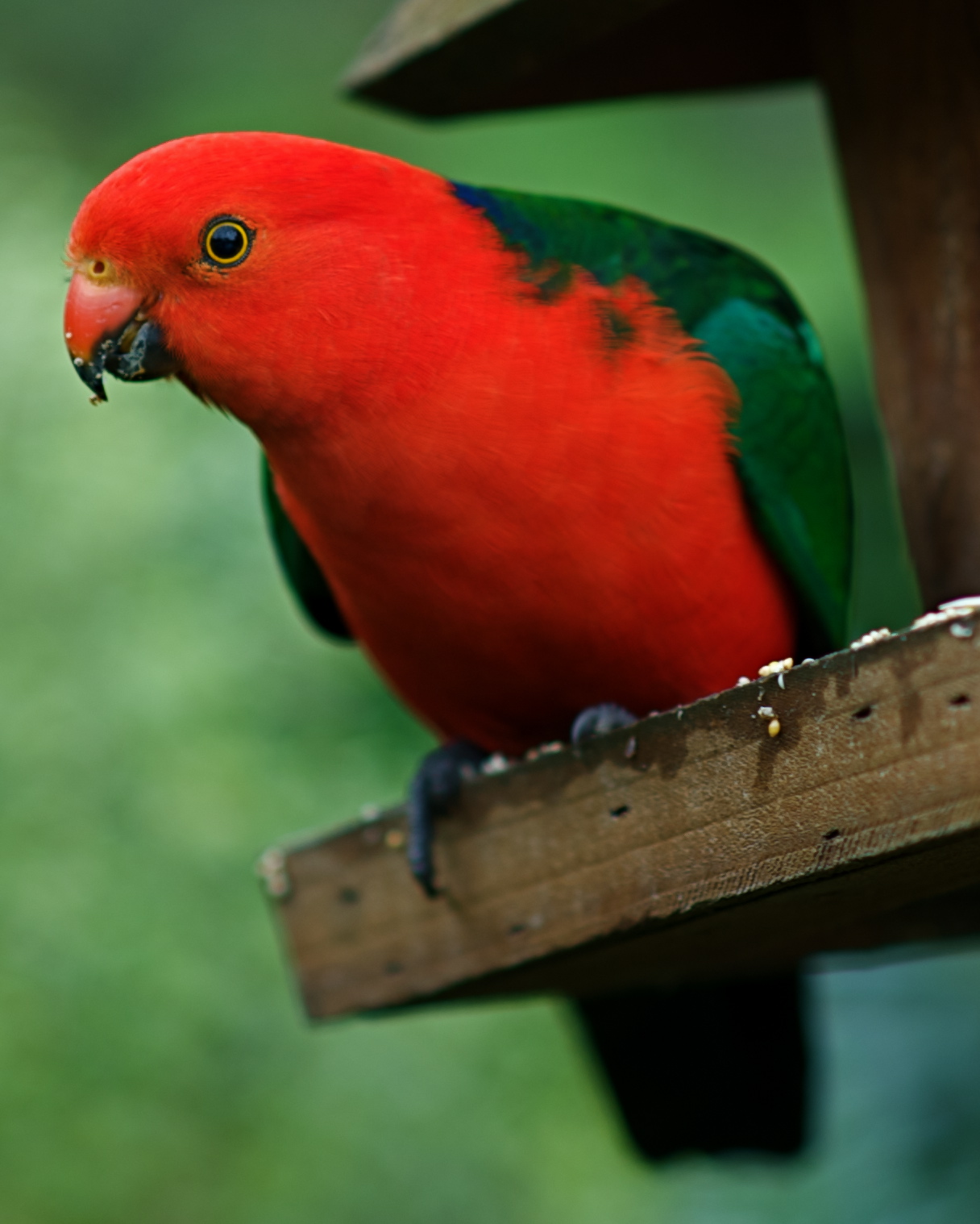 a parrot is sitting on top of a wooden structure