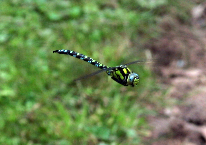 this yellow and blue dragonfly is flying in the air