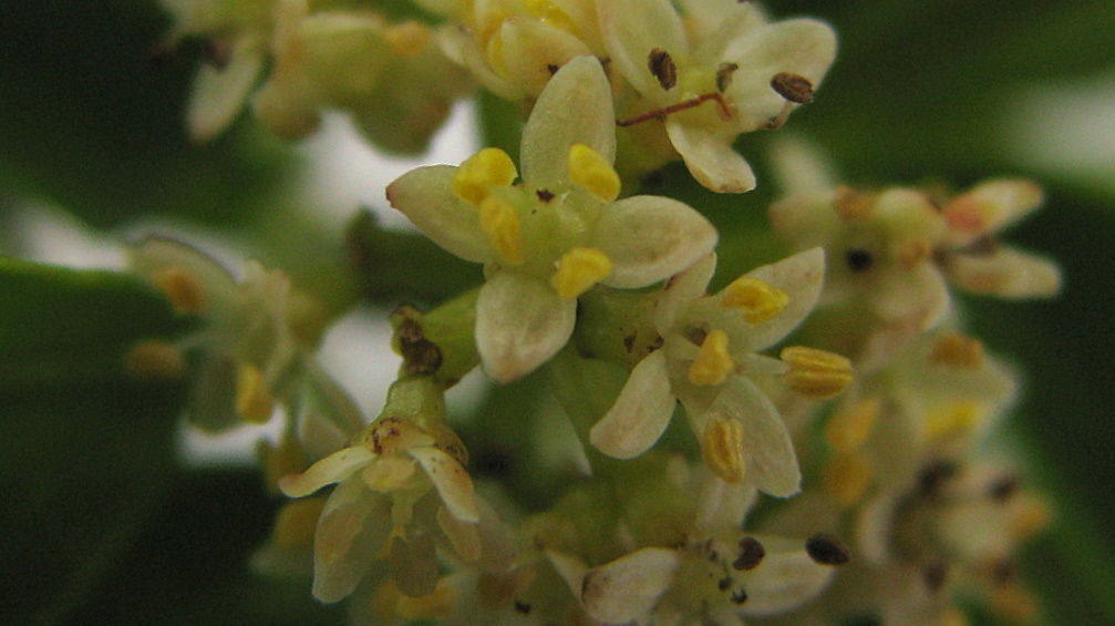 a yellow flower with green leaves in the background