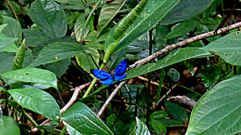 a blue flower in the middle of trees