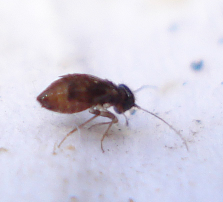a bed bug sitting on a white cloth