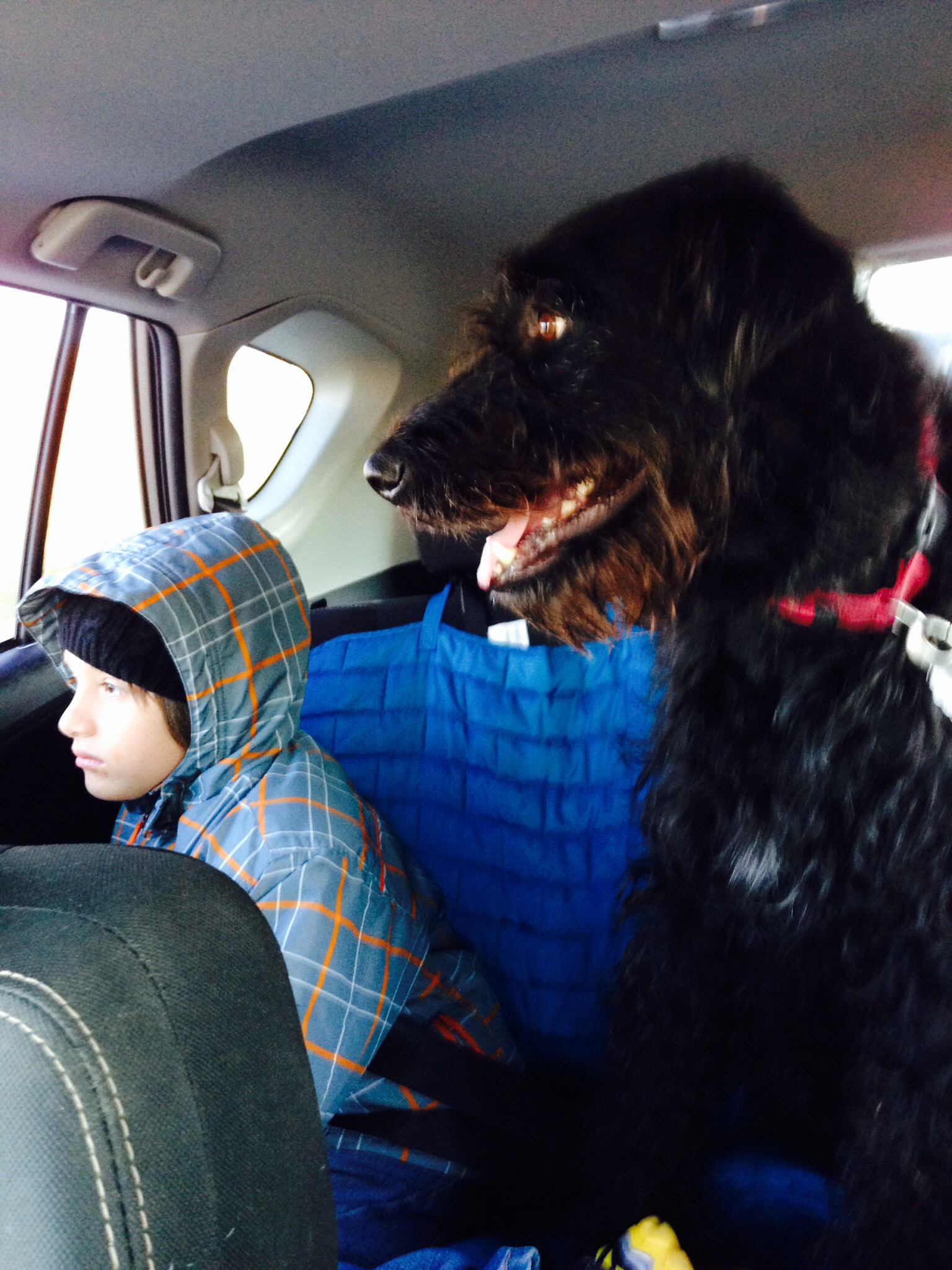 a  and dog in the back seat of a vehicle