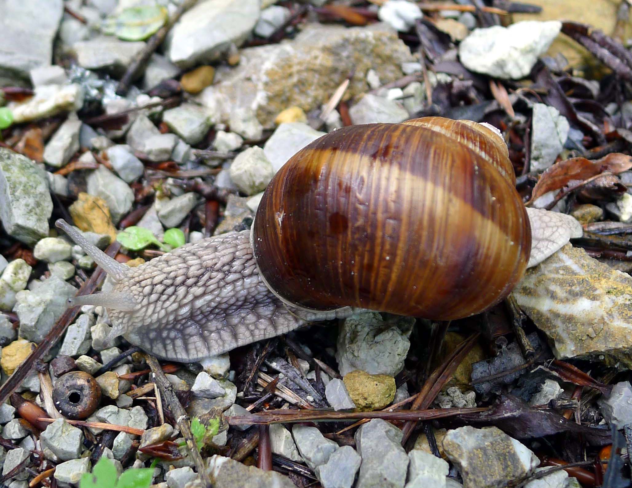 a large snail sitting on top of some rocks