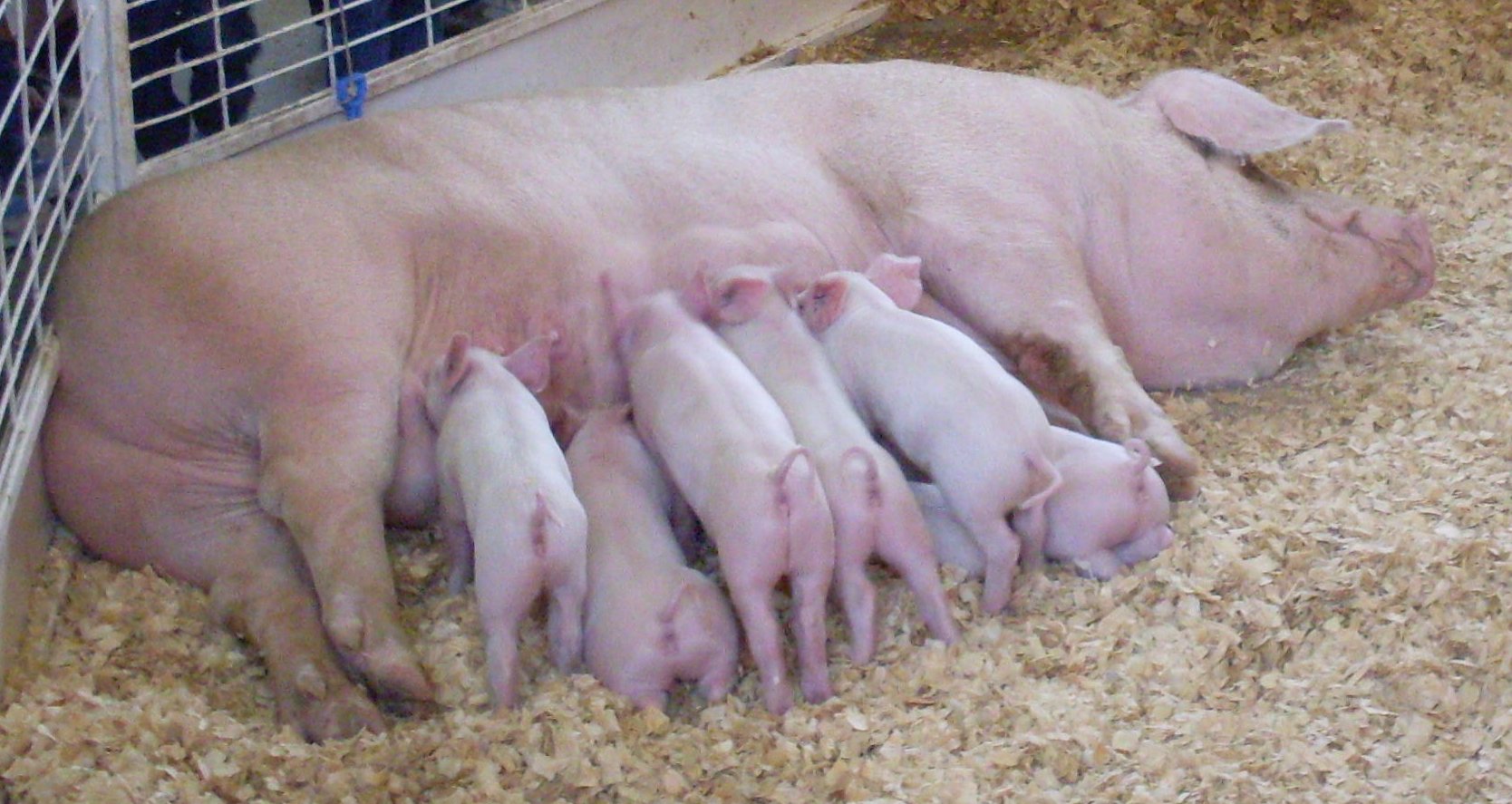 a group of pig laying next to a fence