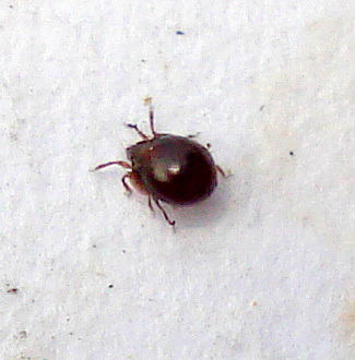 a black bug that is on a white floor