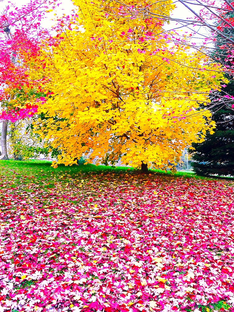 autumn leaves on the ground of a park