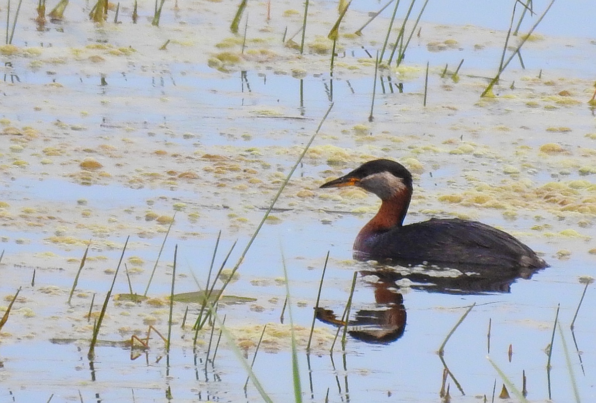 a lone duck swimming on the water surface