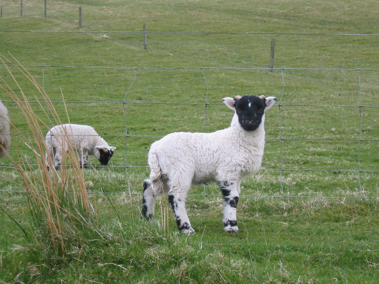 three sheep standing in the grass by a fence