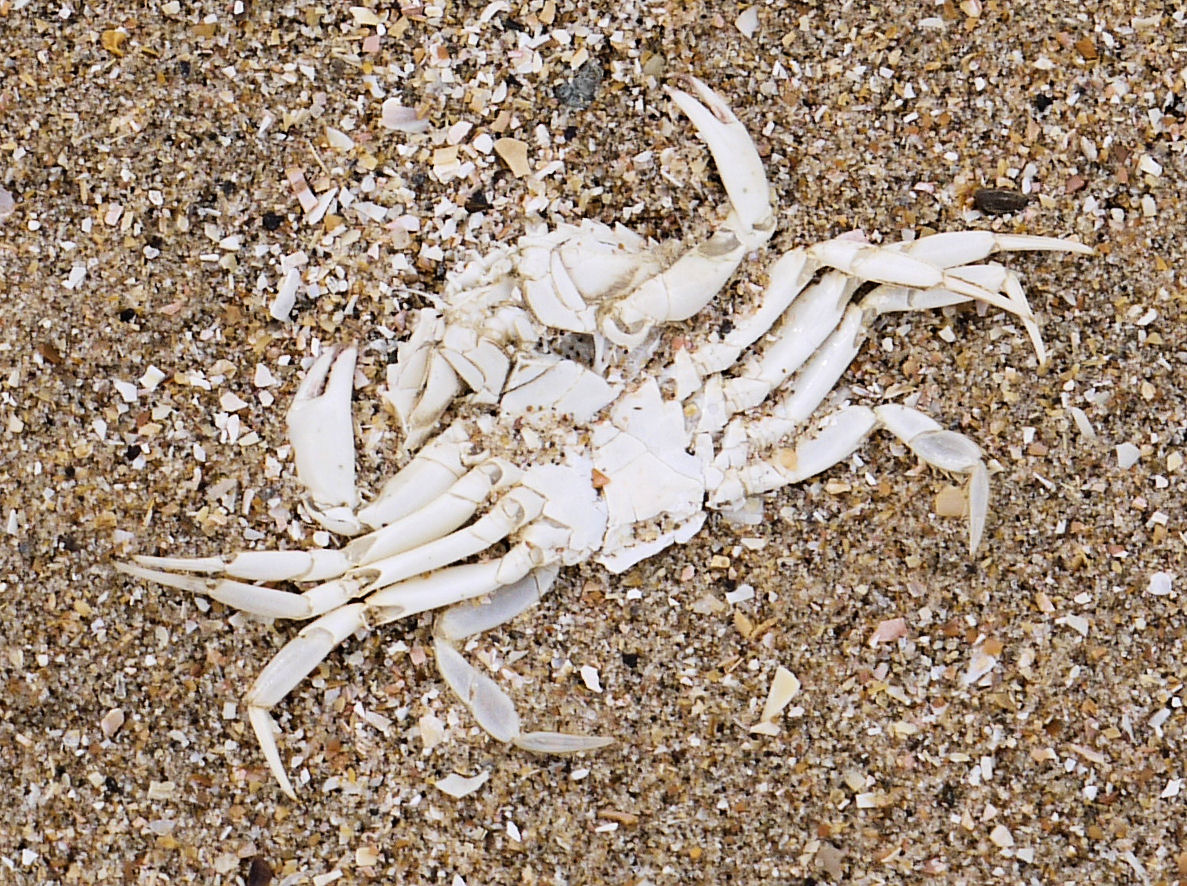a dead crab is on the beach with sand and shells