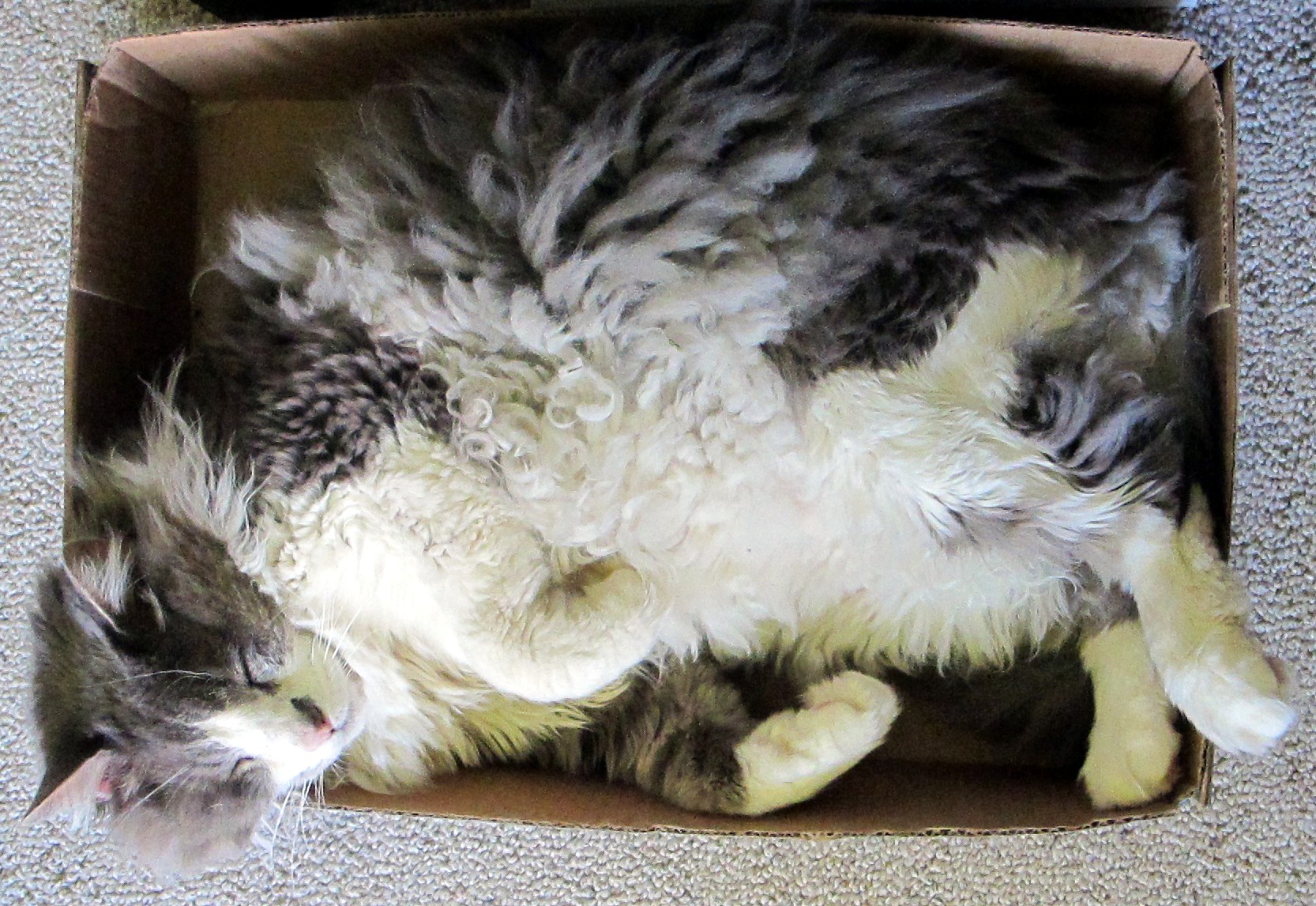 a cat curled up in a box with its paw on the floor