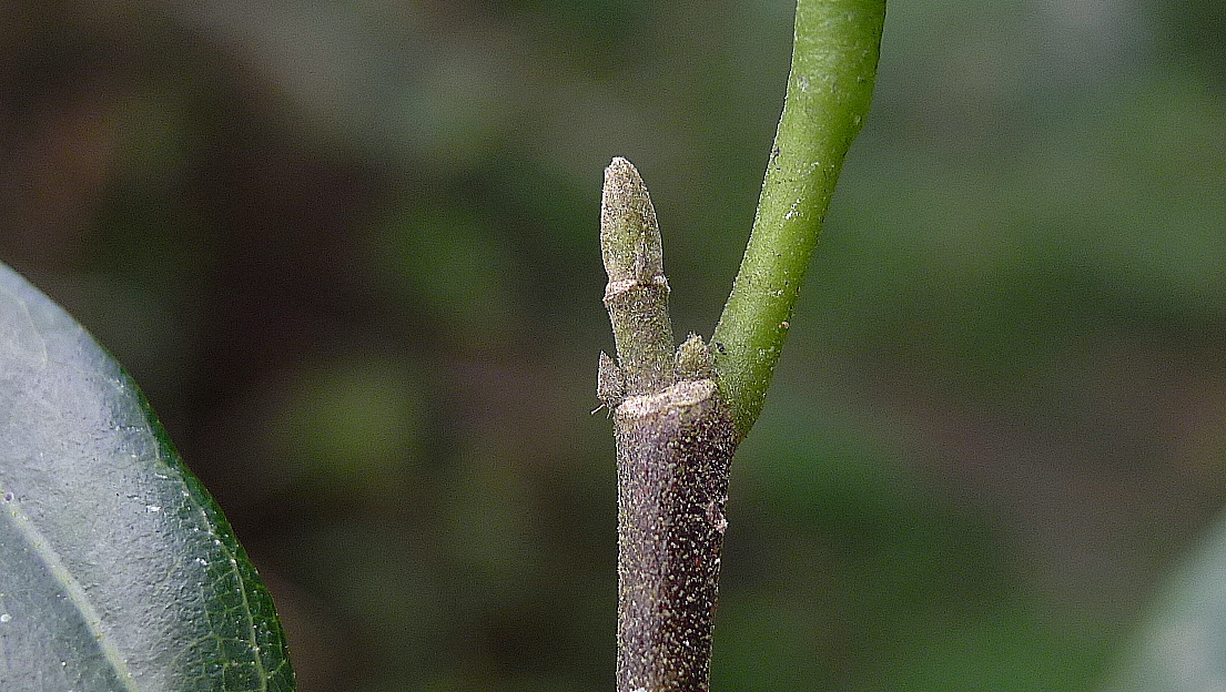 the long stem with an unripe nch growing