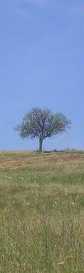 an adult giraffe standing in front of a tree