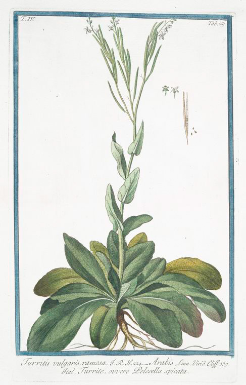 a botanical print shows the delicate green and thick leaves