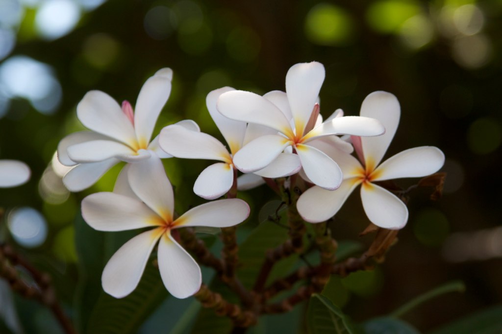 several white flowers with yellow tips and green leaves