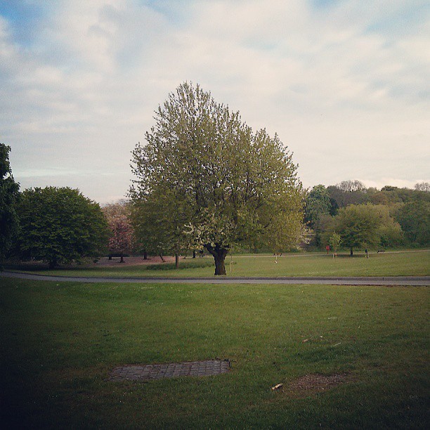 a single tree sitting in the middle of a park