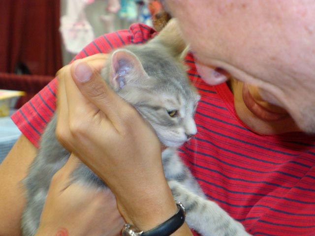 a person holding a small gray and white cat