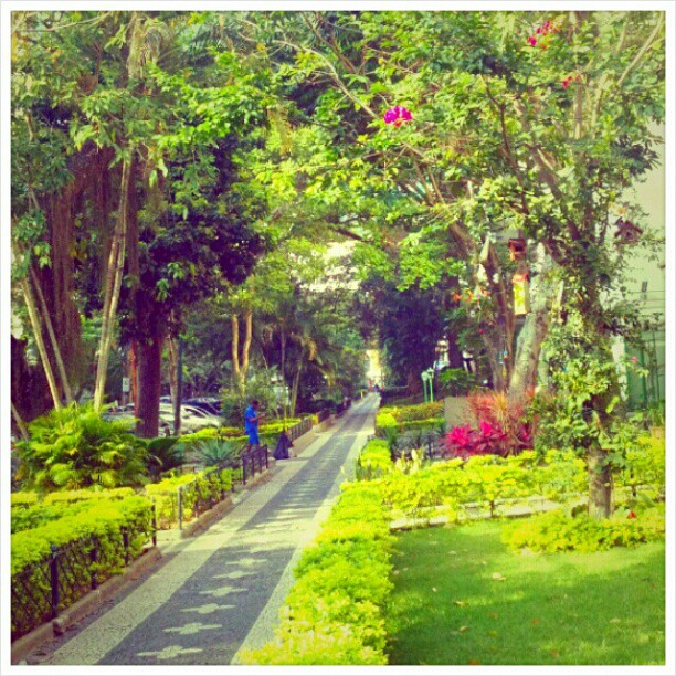 a park that is filled with lots of trees